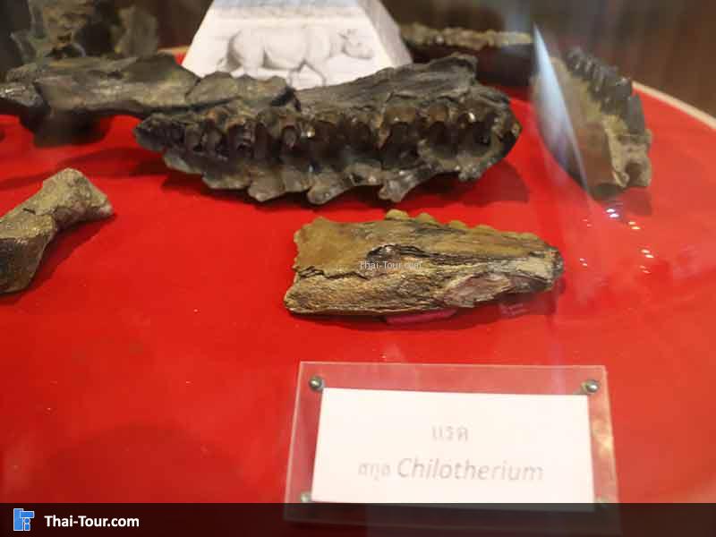 พิพิธภัณฑ์ไม้กลายเป็นหิน