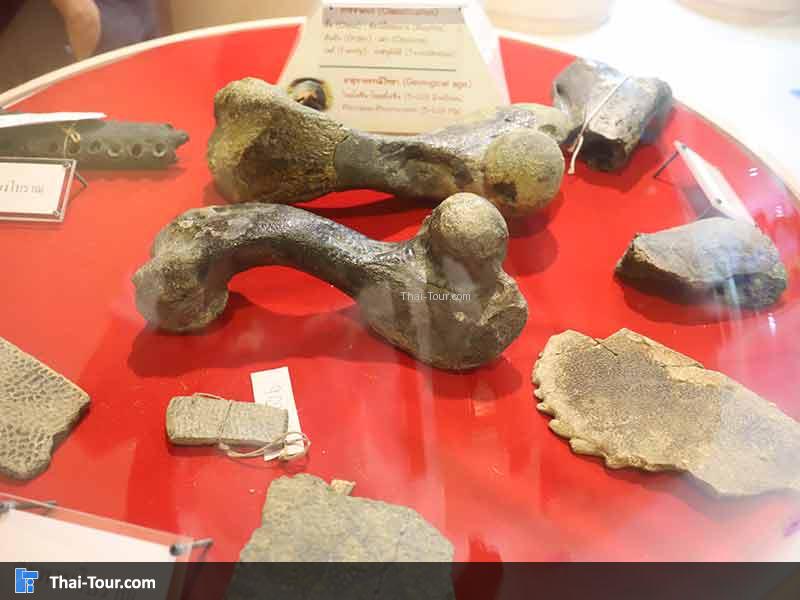 พิพิธภัณฑ์ไม้กลายเป็นหิน