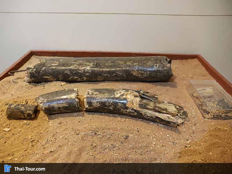 พิพิธภัณฑ์ไม้กลายเป็นหิน
