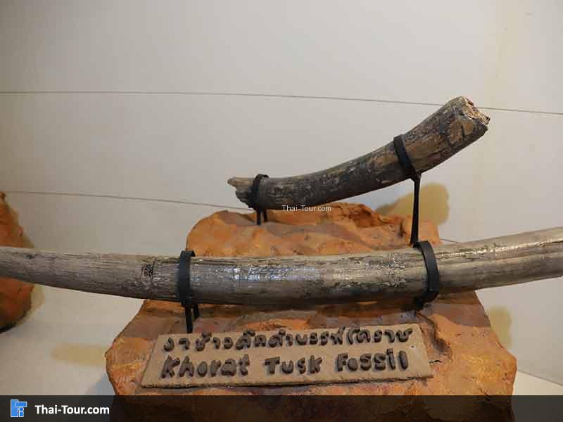 พิพิธภัณฑ์ไม้กลายเป็นหิน