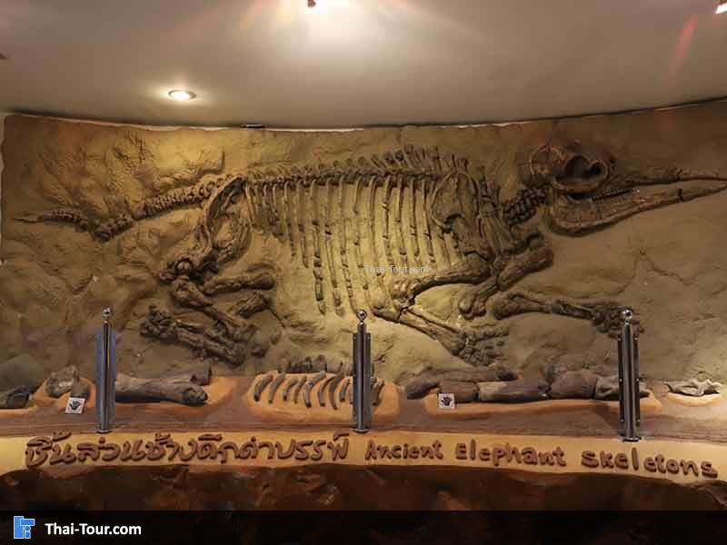 พิพิธภัณฑ์ไม้กลายเป็นหิน