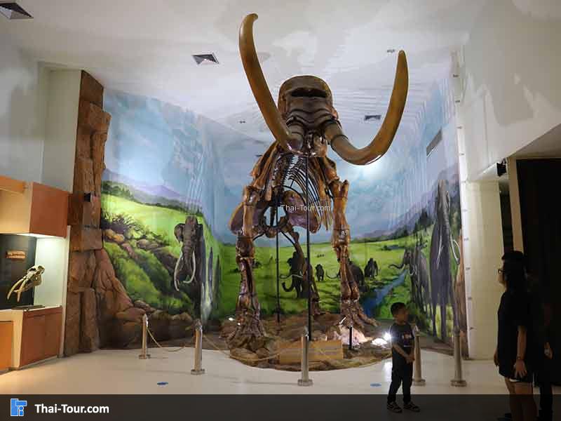 พิพิธภัณฑ์ไม้กลายเป็นหิน