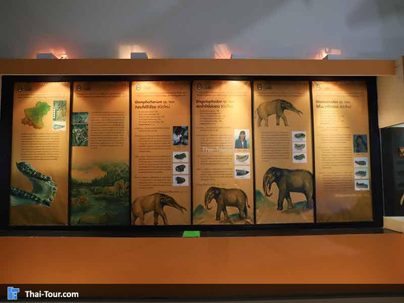 พิพิธภัณฑ์ไม้กลายเป็นหิน