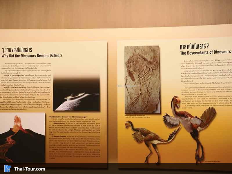 พิพิธภัณฑ์ไม้กลายเป็นหิน