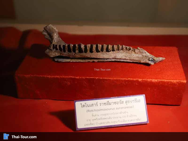 พิพิธภัณฑ์ไม้กลายเป็นหิน