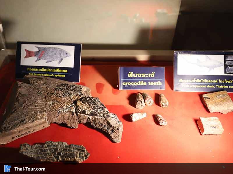 พิพิธภัณฑ์ไม้กลายเป็นหิน