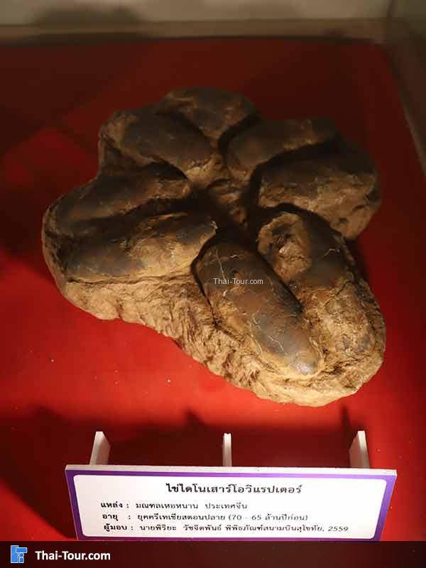 พิพิธภัณฑ์ไม้กลายเป็นหิน