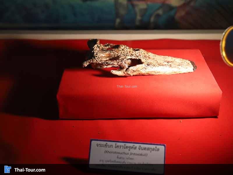 พิพิธภัณฑ์ไม้กลายเป็นหิน