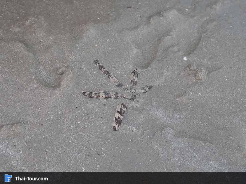 ปลาดาวชายหาด