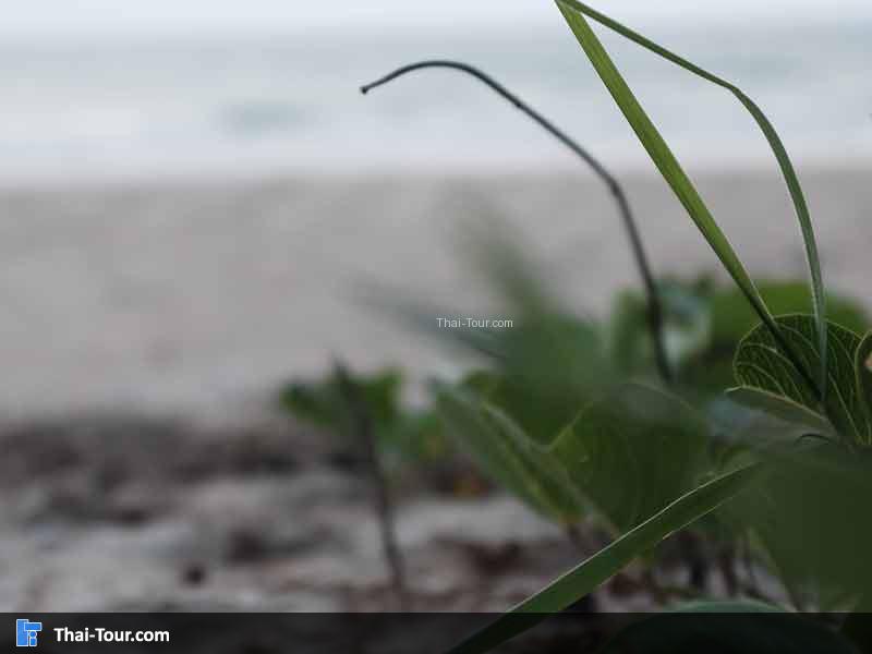 ต้นไม้ริมทะเล