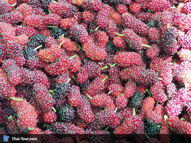 เมล็ดมัมเบอรี่