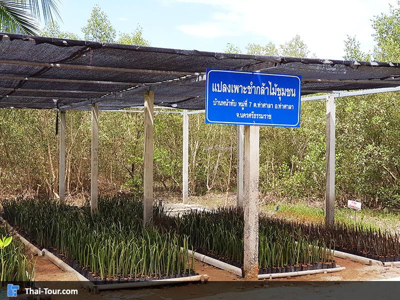 แปลงเพาะชำ