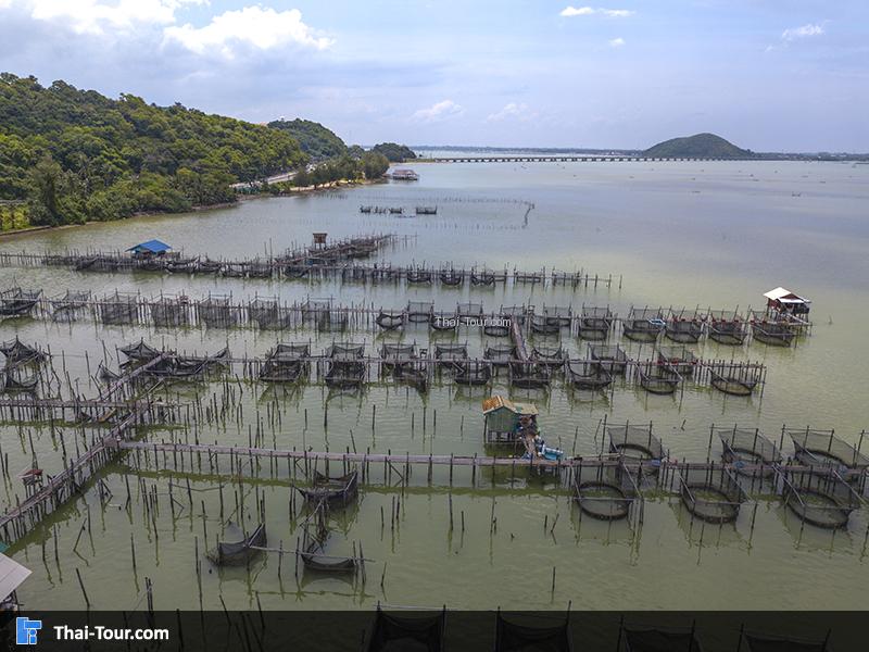 มองเห็นการประมง