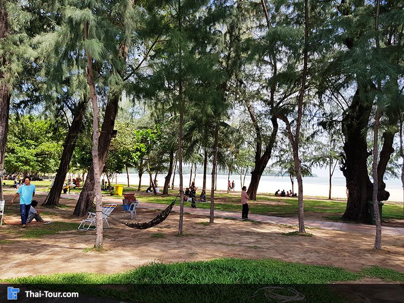 ต้นไม้ริมชายหาดสมิหลา