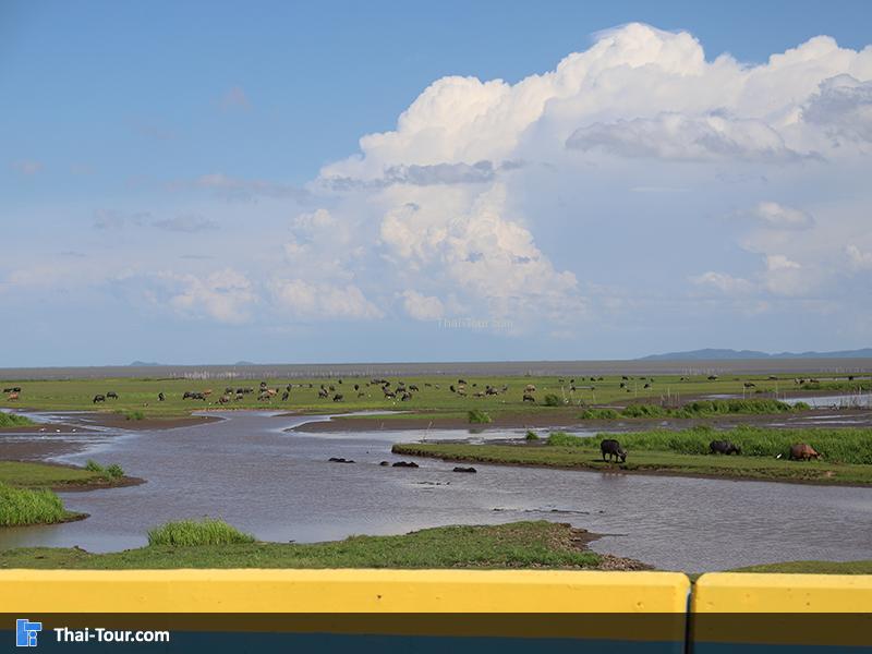 ไฮไลท์ของที่นี่คือ ควายน้ำ เลี้ยงตามธรรมชาติ