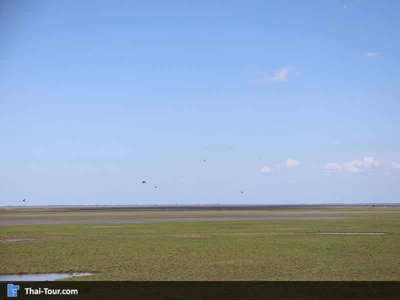 มองไปสุดลูกหูลูกตา