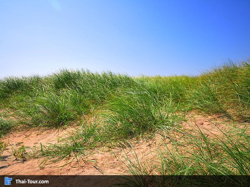 มีต้นไม้ขึ้นบนทราย