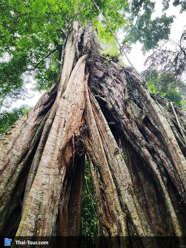 ต้นไม้พันปี (ต้นไทร)