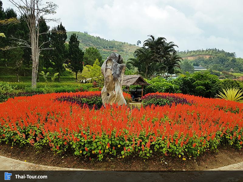 ดอกไม้สีแดงล้อมรอบ