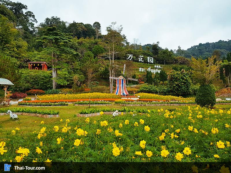 ทุ่งดอกไมม้สีเหลือง