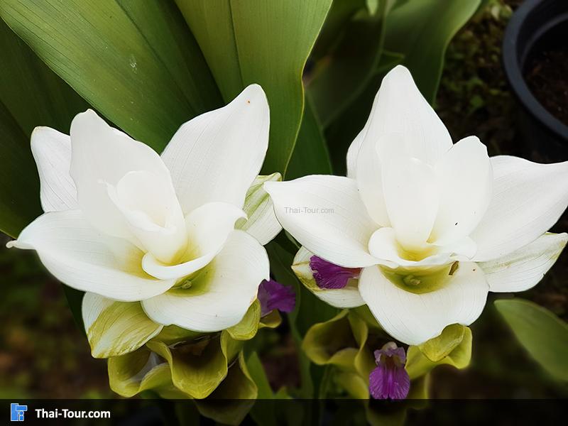 ดอกไม้สีขาว