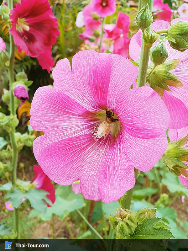 สวนหมื่นบุปผา