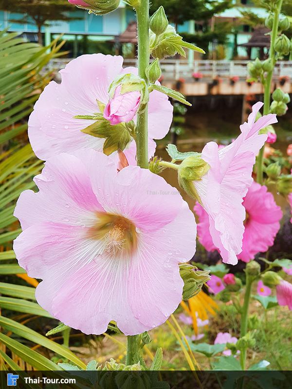 ดอกไม้สวย ที่ สวนหมื่นบุปผา