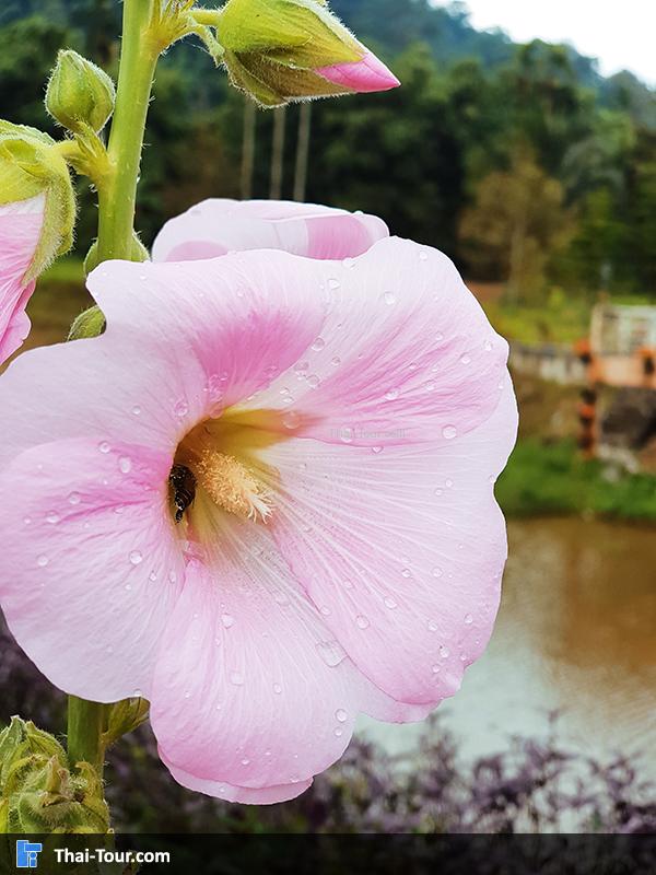 ดอกไม้สวยๆ