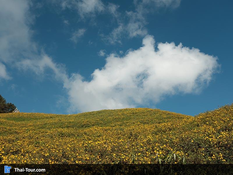 วิวดอกบัวตองสวยๆ