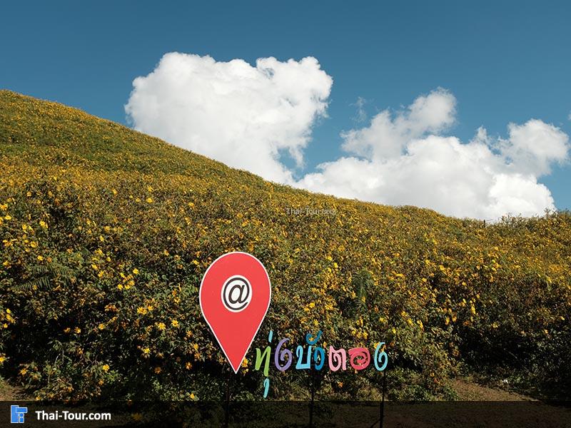 ป้ายถ่ายภาพว่าถึงทุ่งดอกบัวตอง