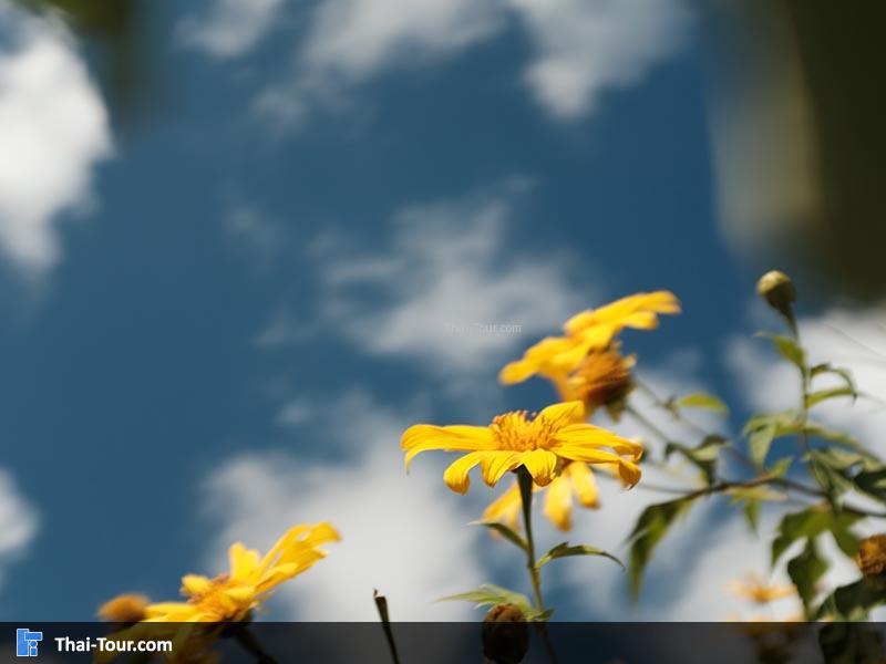 ดอกบัวตอง