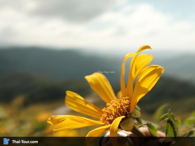 ชมดอกบัวตอง