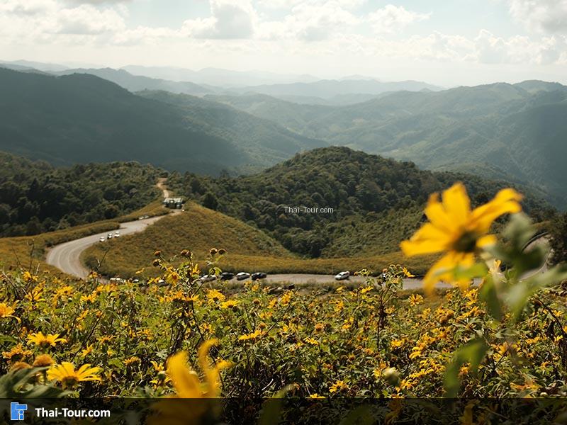 วิวทุ่งดอกบัวตอง