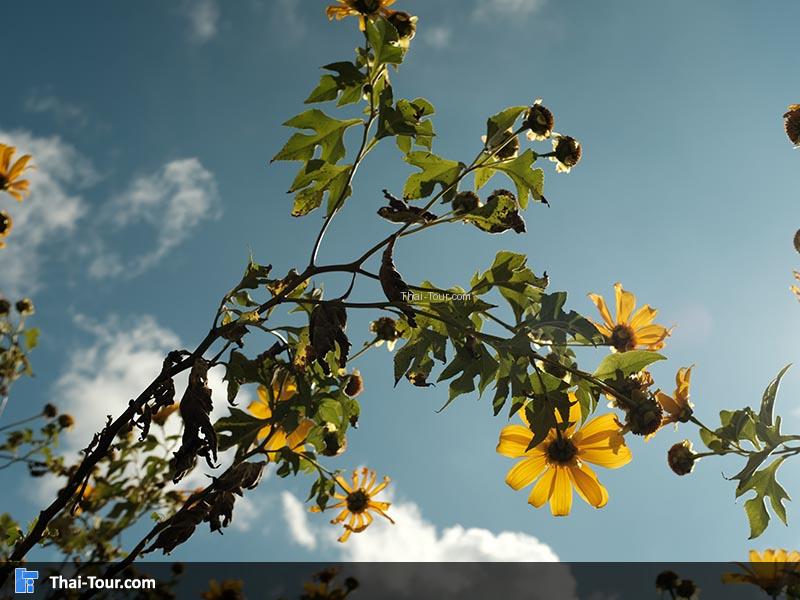 ดอกบัวตองกับท้องฟ้าสีสวยๆ