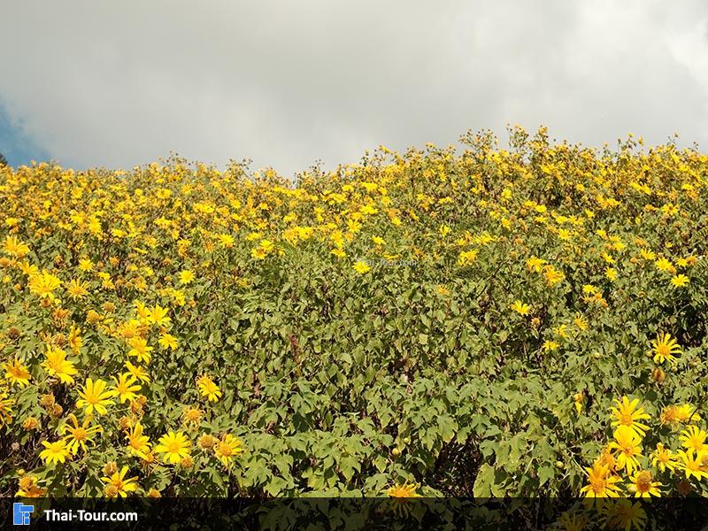 วิวดอกบัวตอง