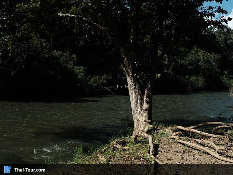 บรรยากาศต้นไม้ร่มรื่น