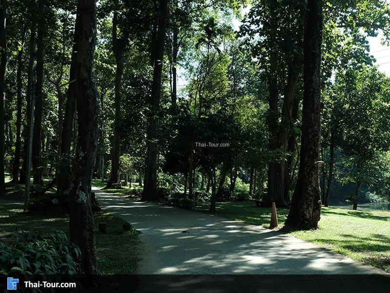 วิวต้นไม้ร่มรื่นของ อุทยานแห่งชาติแม่เงา