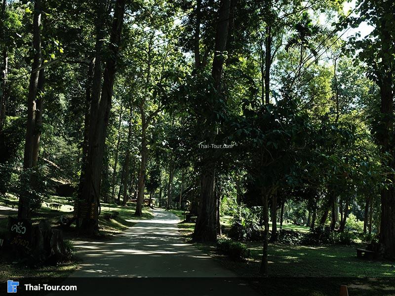 วิวต้นไม้ร่มรื่นของ อุทยานแห่งชาติแม่เงา