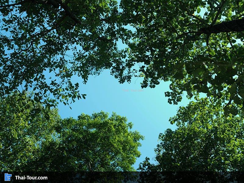 ต้นไม้ที่ร่มรื่น