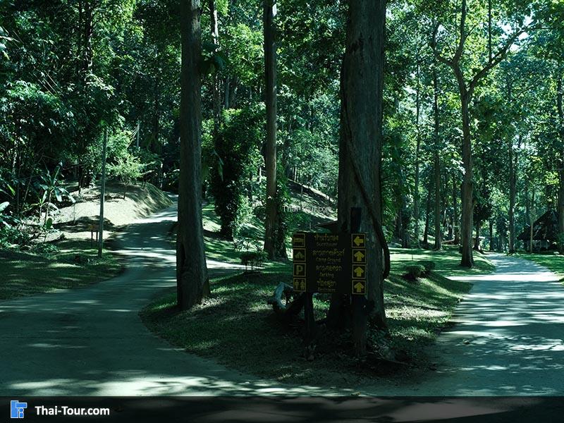 วิวต้นไม้