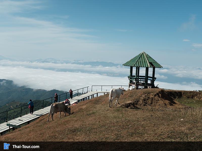 เวลาเริ่มสายๆหน่อย วัวก็จะเดินออกมาหาหญ้ากิน