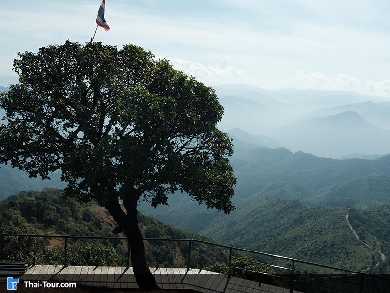 โบกมือลาต้นเดียวดาย