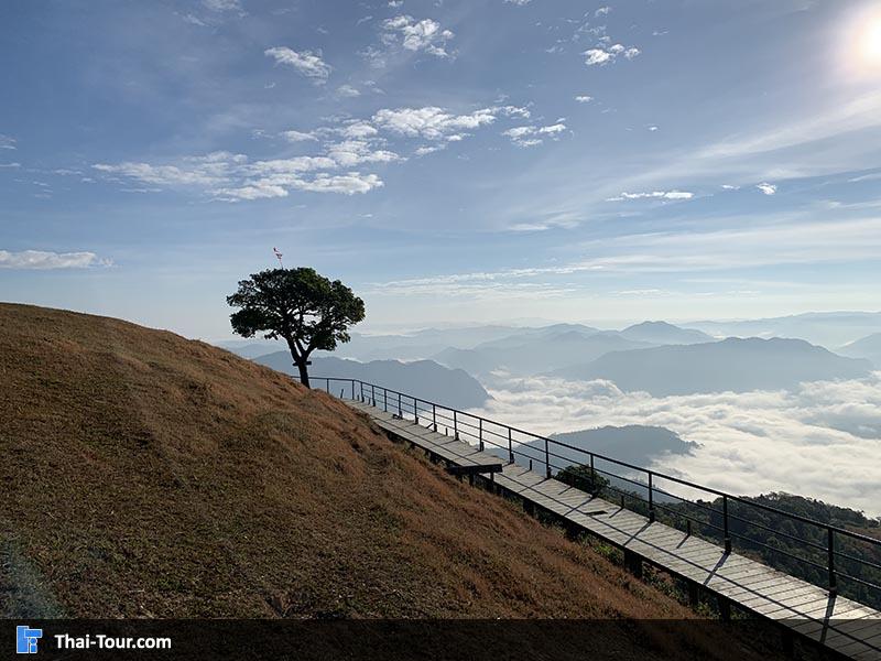 ต้นเดียวดาย 