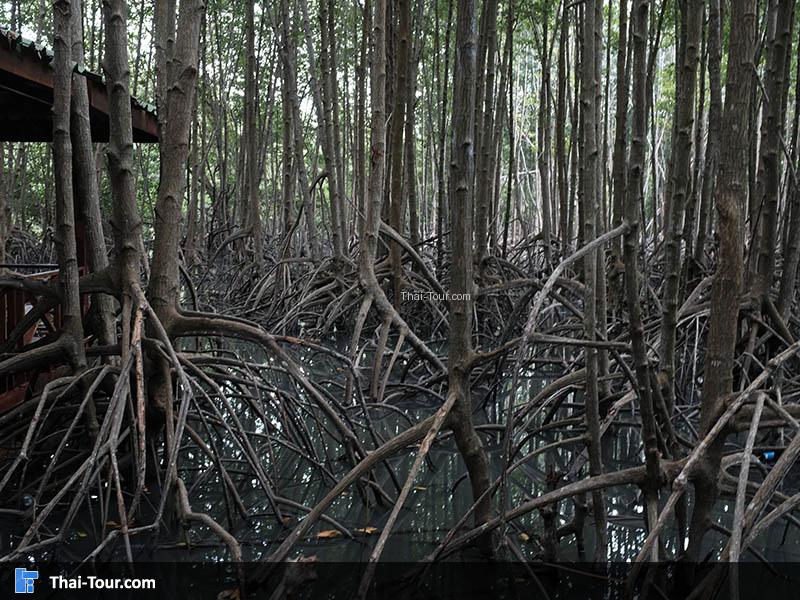 ป่าโกงกาง