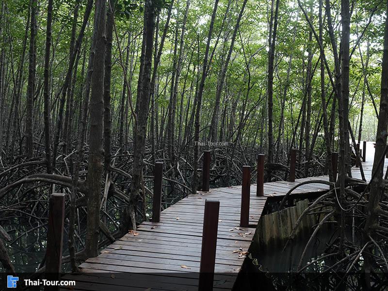สะพานเดินเล่นชิวๆ
