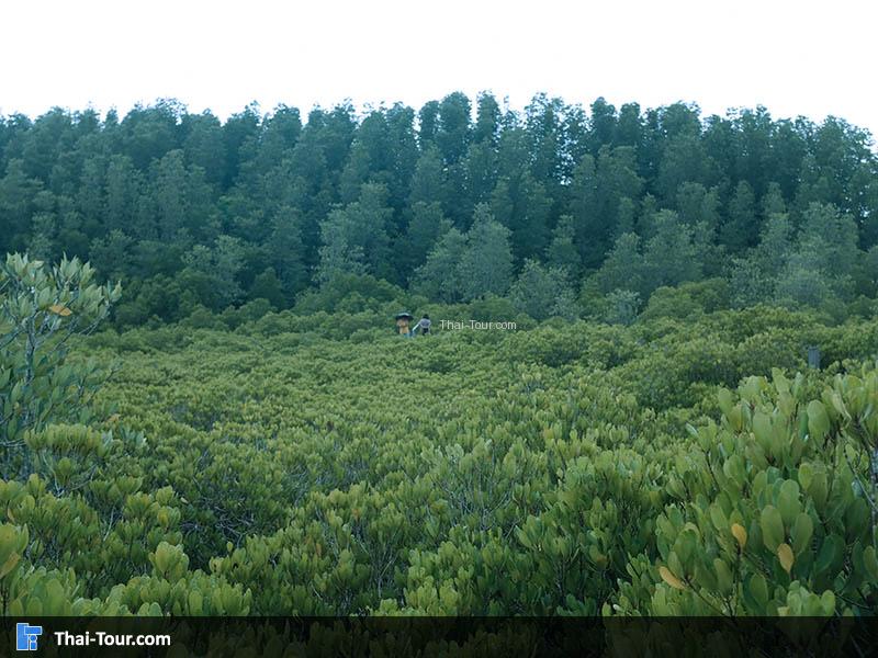 มุมนี้มองเห็นแต่ต้นไม้เยอะมาก