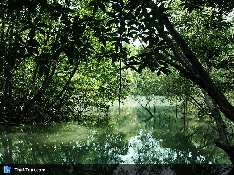บรรยากาศภายในป่าโกงกาง