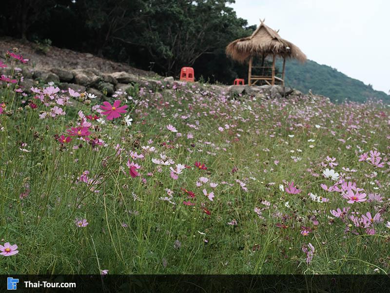 จุดแรกที่ไปกันเป็นจุดชมดอกไม้หลากสีไฮไลท์ของที่นี่เลย