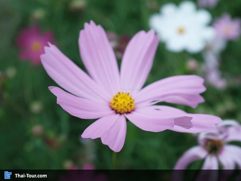 ทุ่งดอกคอสมอส