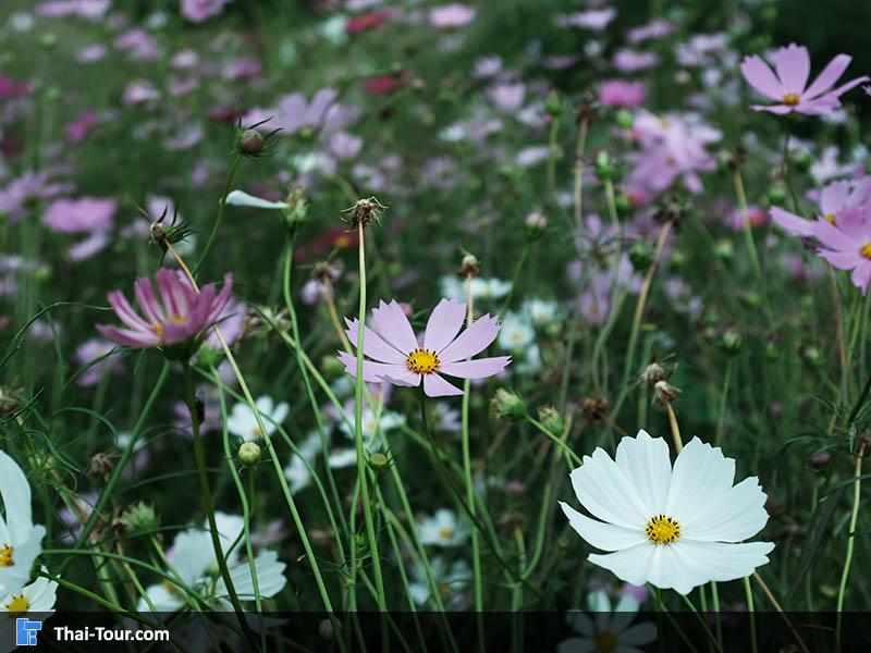 ทุ่งดอกคอสมอส